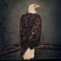 Clutch - Book of Bad Decisions [Coke Bottle Clear]  (New Vinyl LP)