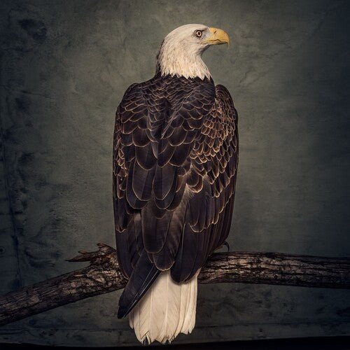 Clutch - Book of Bad Decisions  (New Vinyl LP)