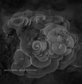 YANNICK DAUBY - Penghu Experimental Sound Studio Vol. 2 ((Vinyl))